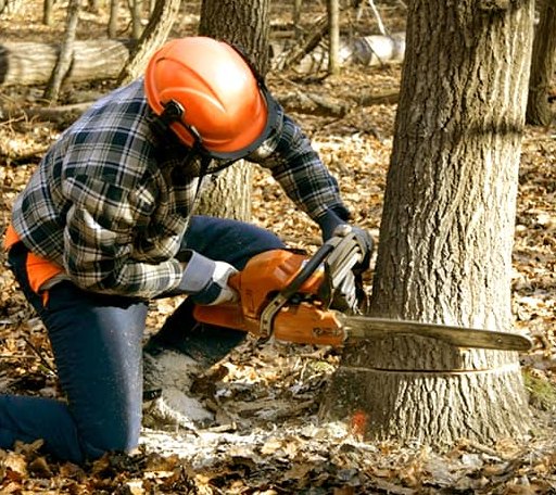 Tree Removal in Sand Springs, MT